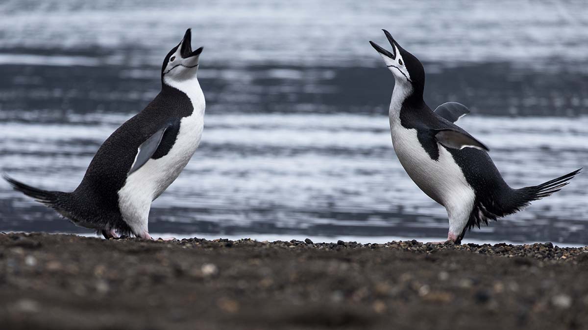 Manchots à jugulaire - Croisière Antarctique