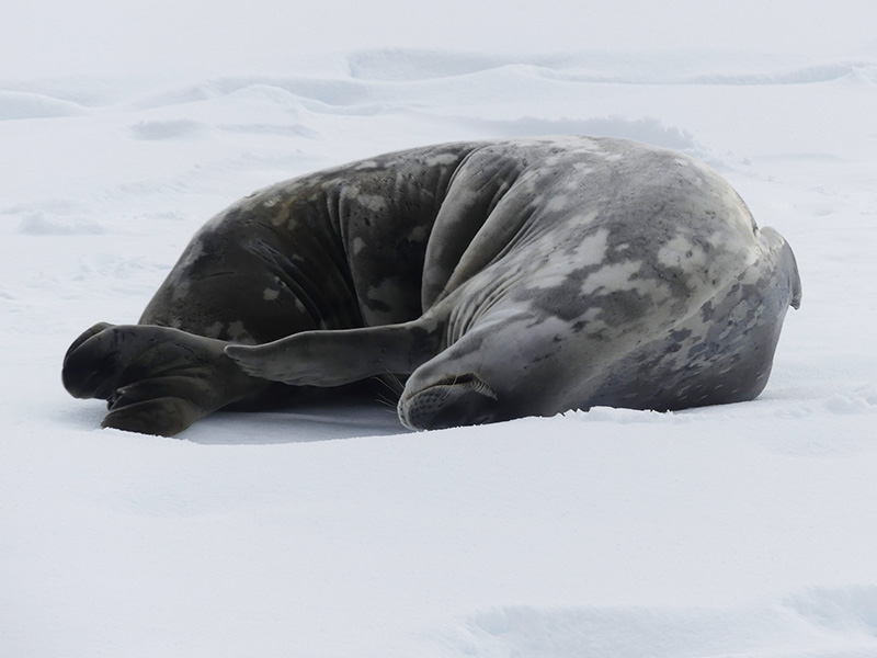 Phoque Wedell - Antarctique