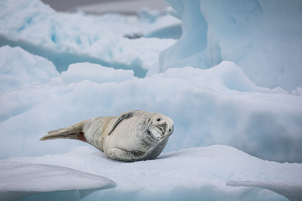 Phoque crabier - Croisière Antarctique