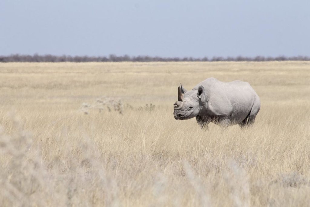 Rhinocéros Blanc - Circuit Ouganda
