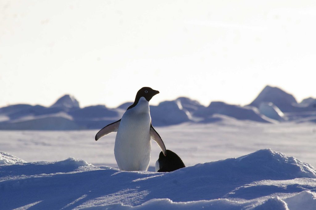 Terre Adélie - Antarctique