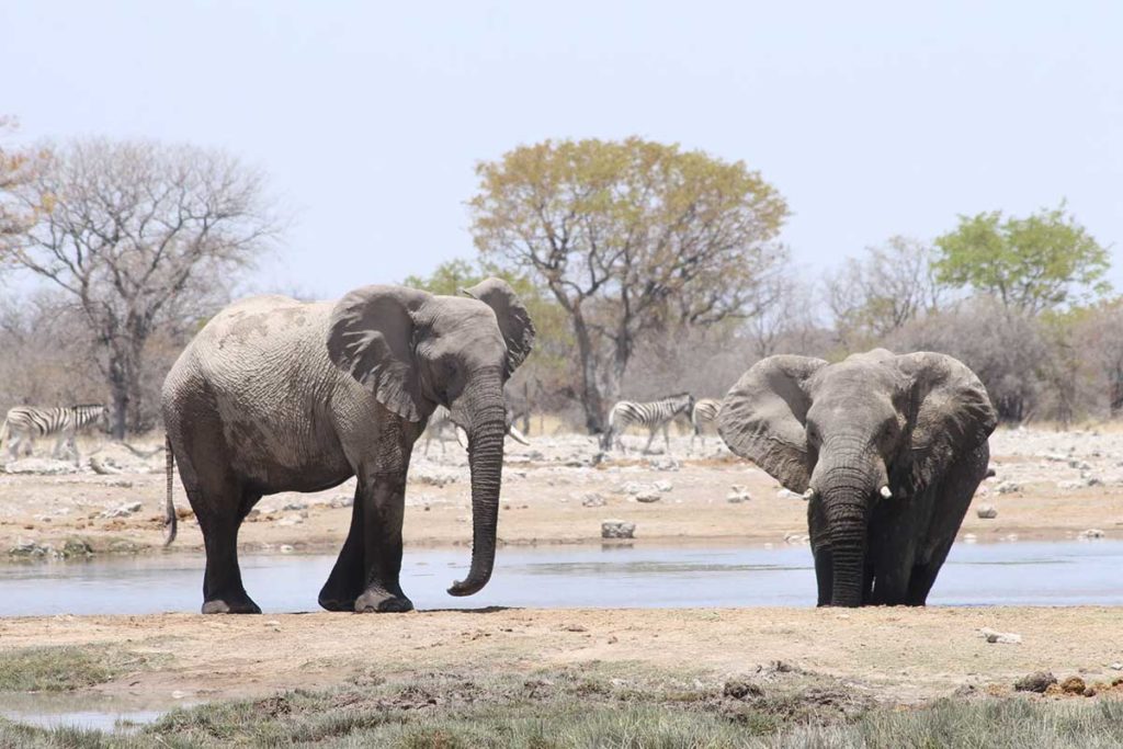 Éléphants - Circuit Ouganda