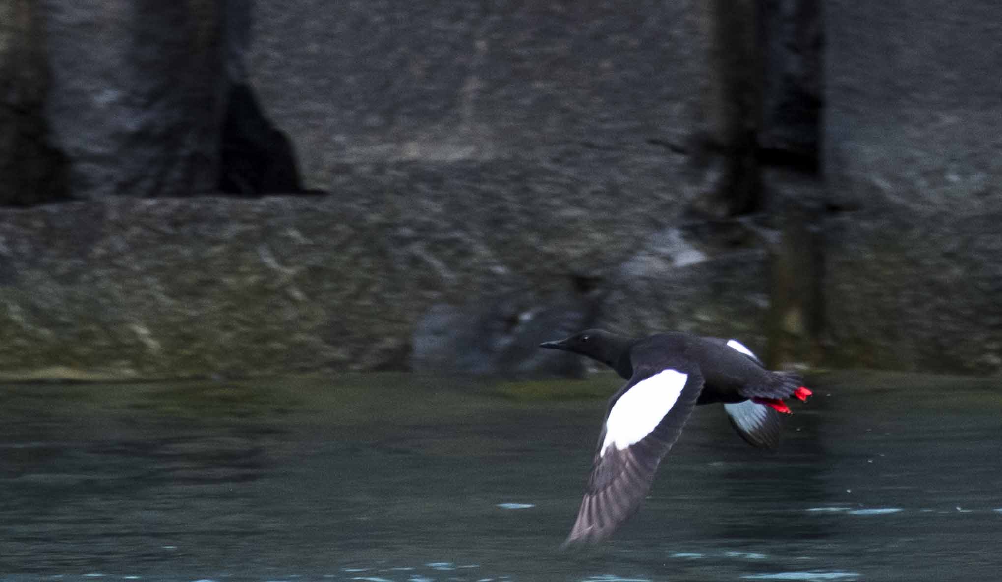 Guillemot Miroir - Croisière Spitzberg