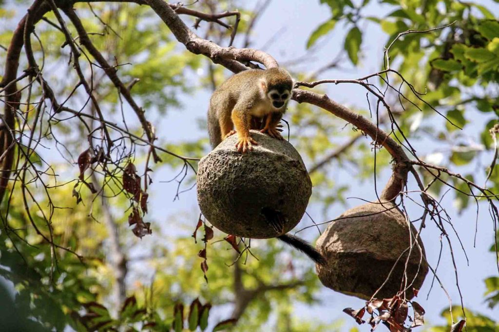 Singe - croisière Amazonie