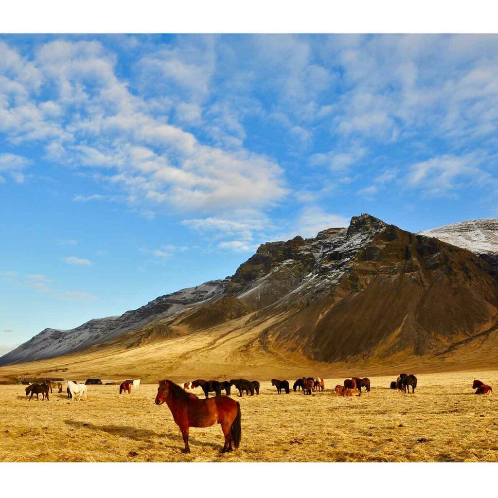 Chevaux Islande