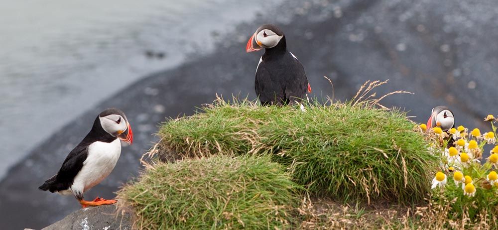 Macareux Islande