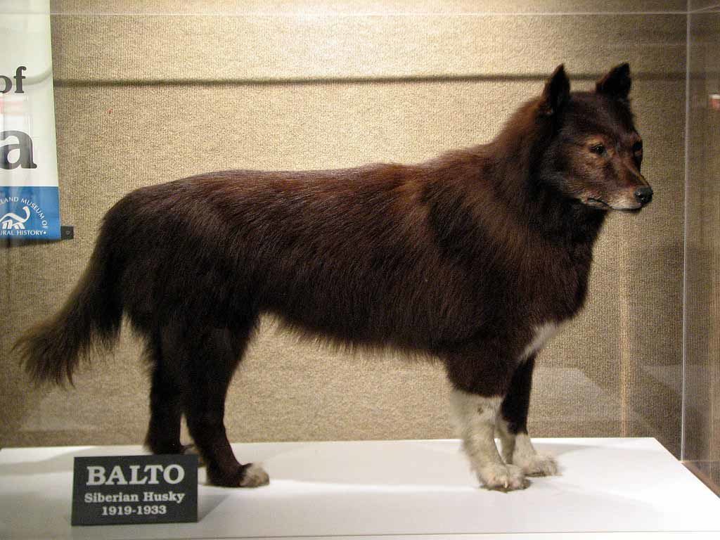 Balto Empaillé Musée