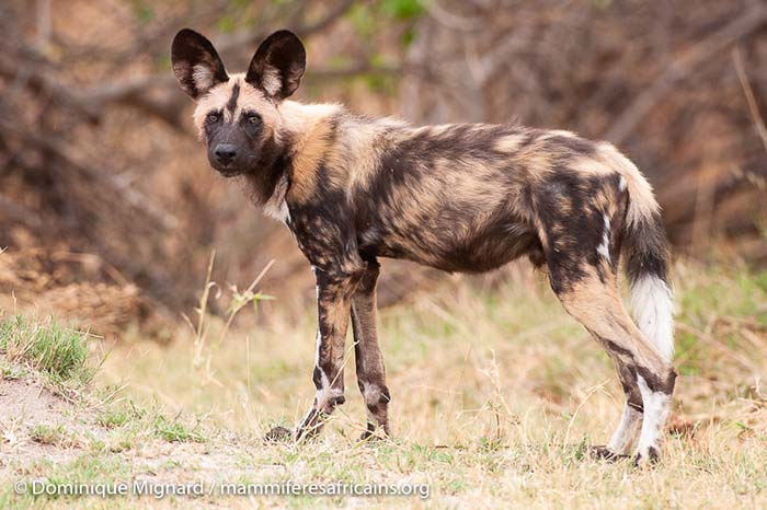 Lycaon - Animal prédateur de l'Afrique