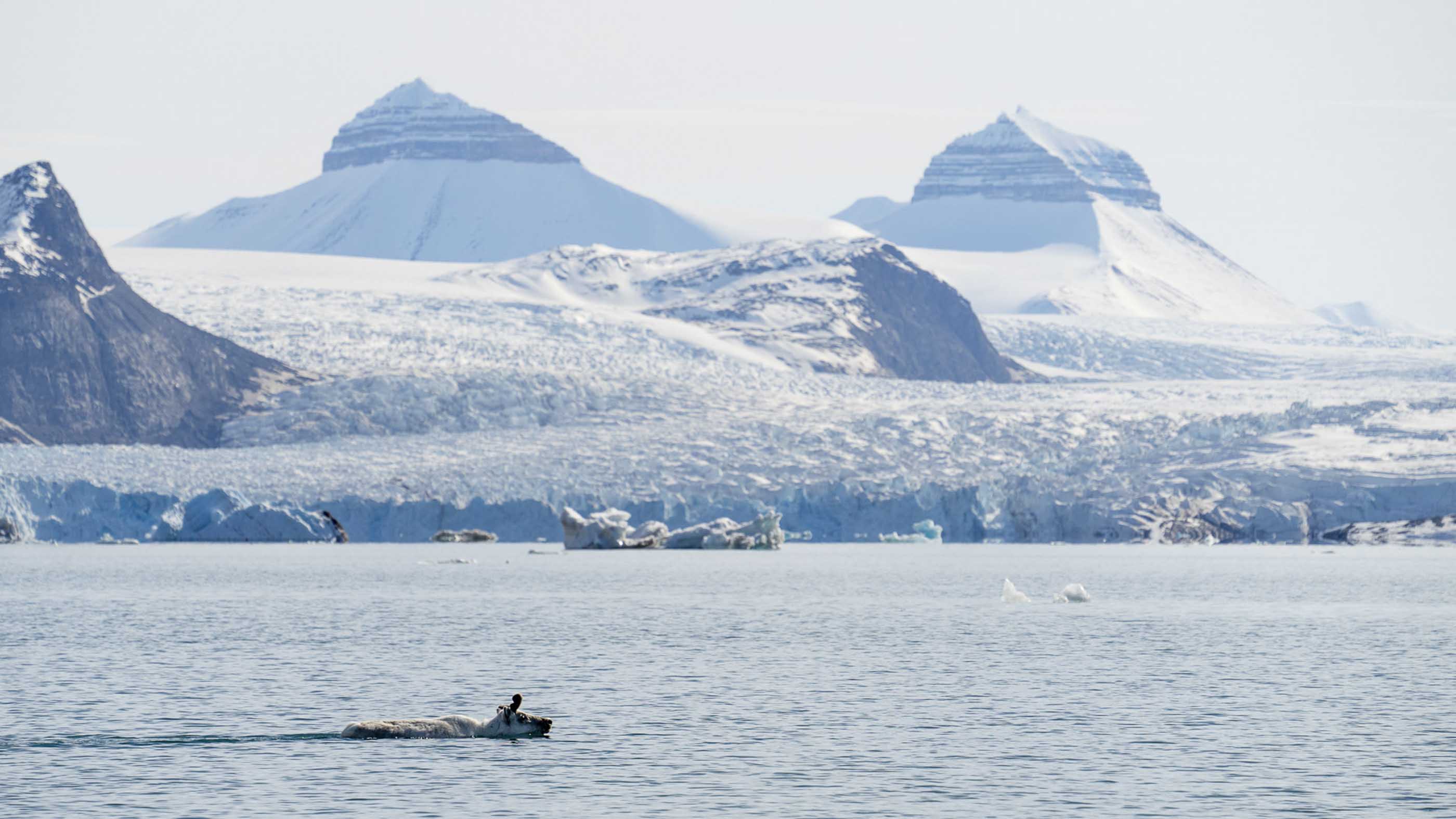 Kongsfjord Rennes