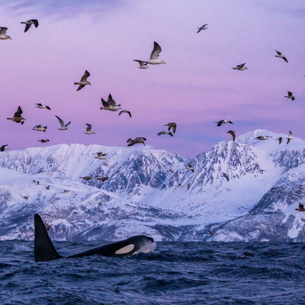 Orque et oiseaux fjord Lofoten Norvege