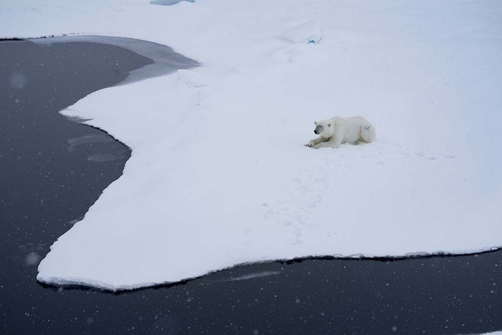 Ours Polaire sur la banquise