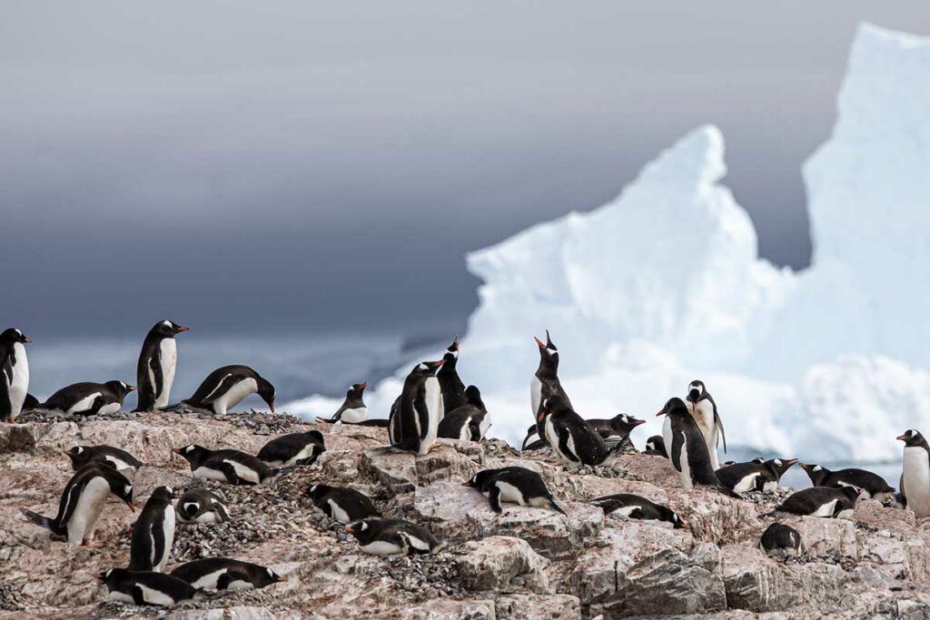 Manchots Antarctique