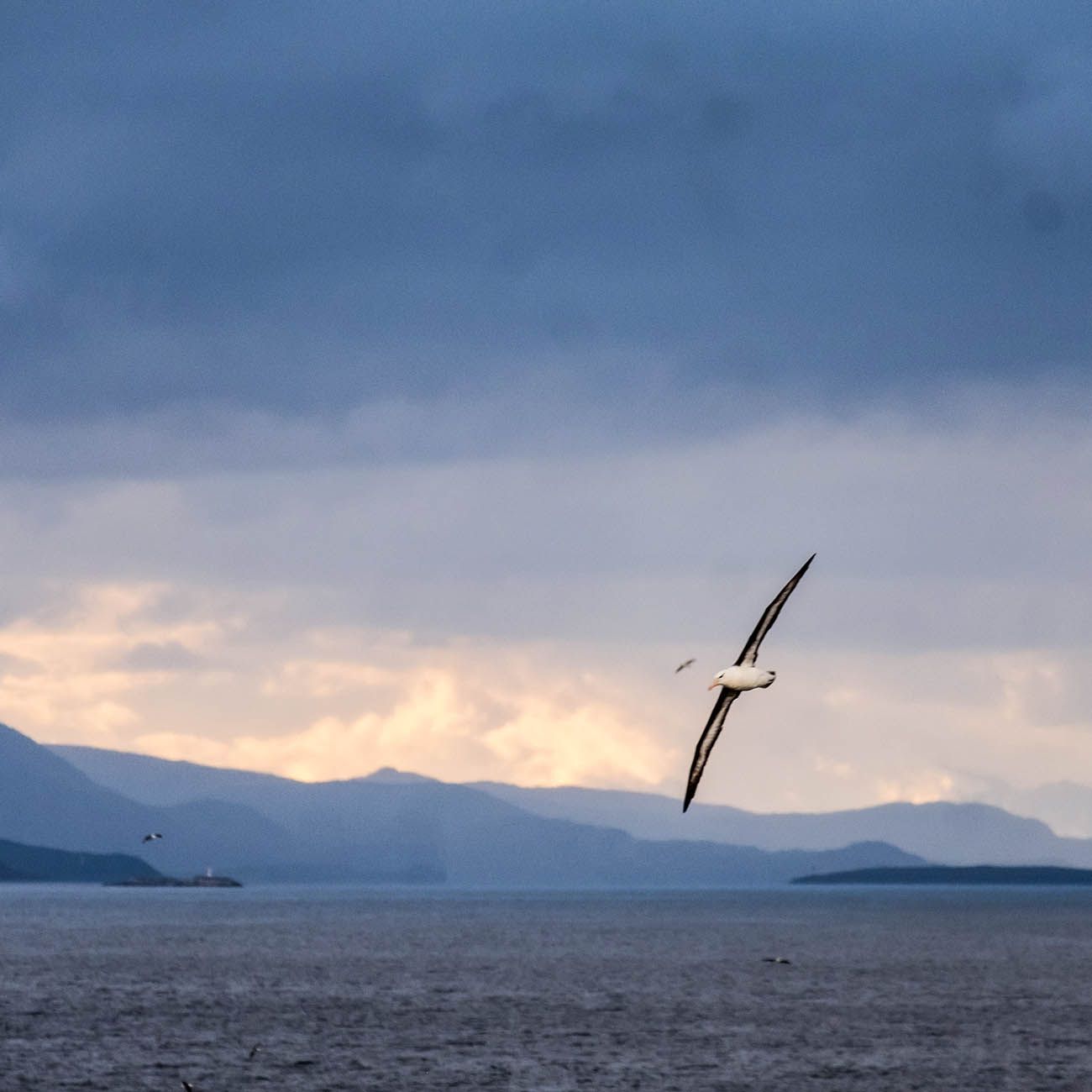 Albatros Canal Beagle