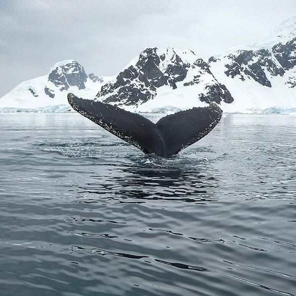 Baleine - Croisiere Antarctique