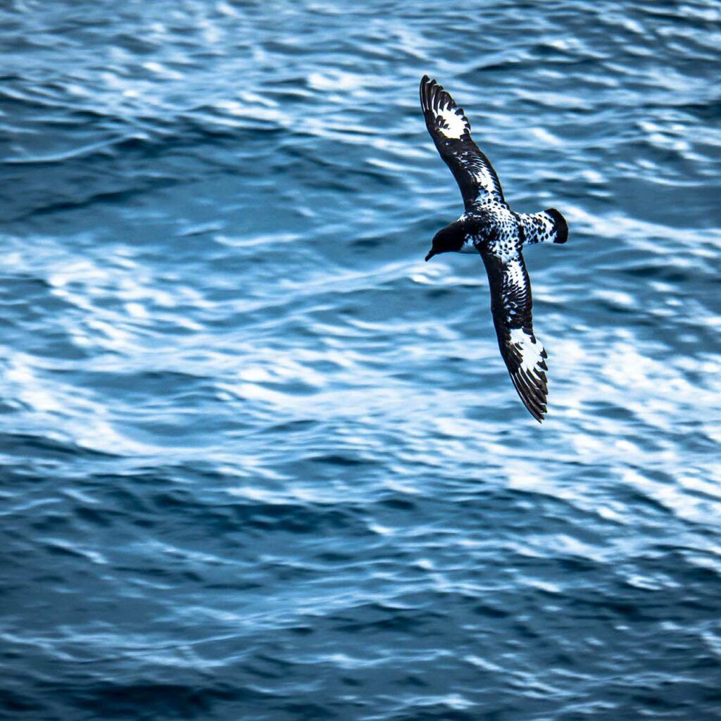 Damier du Cap Passage Drake