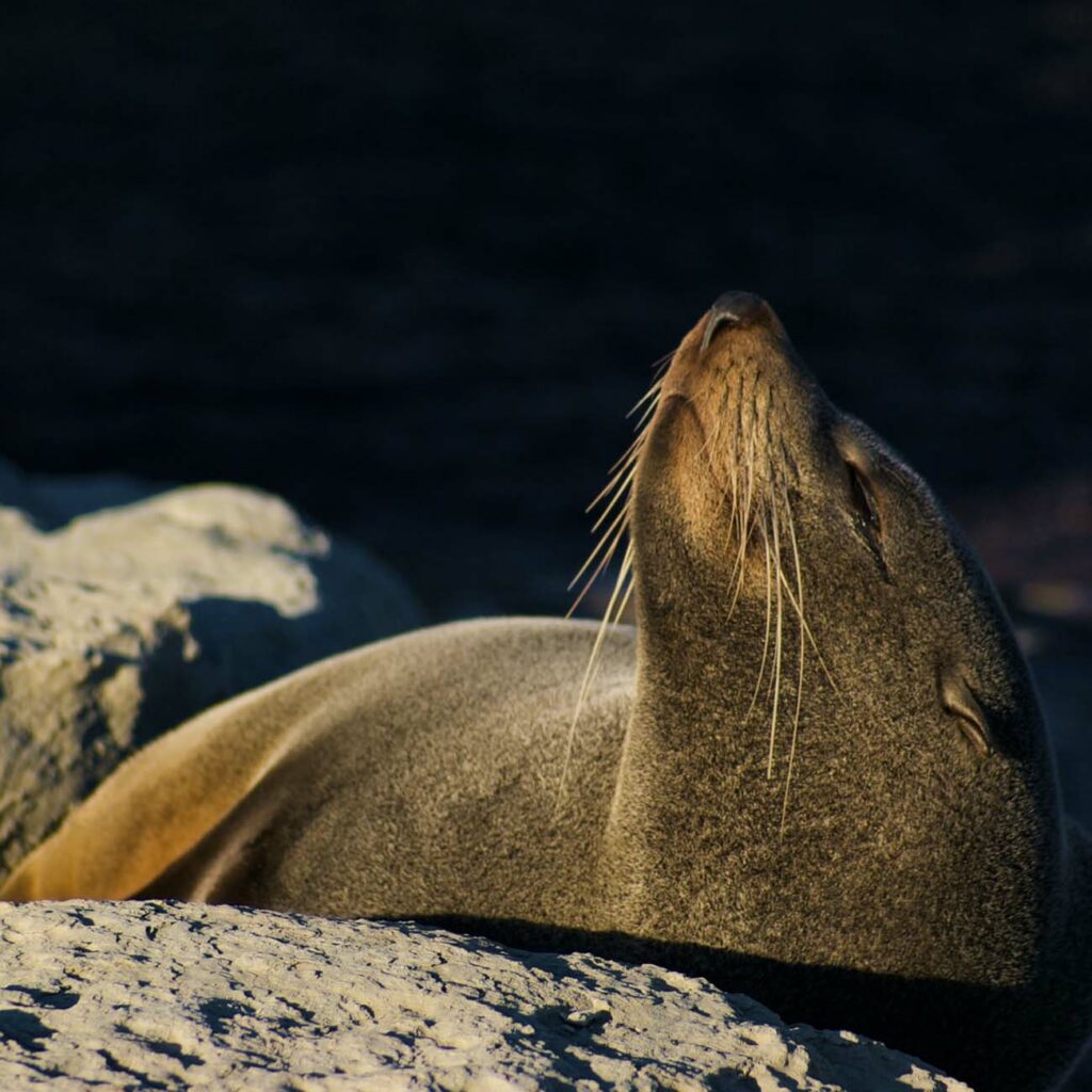 Lion de mer Nouvelle Zelande