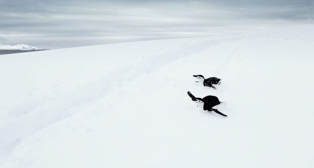 Manchot Jugulaire Antarctique