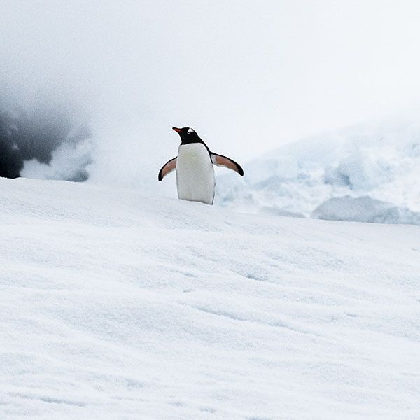 Manchots - Croisiere Antarctique