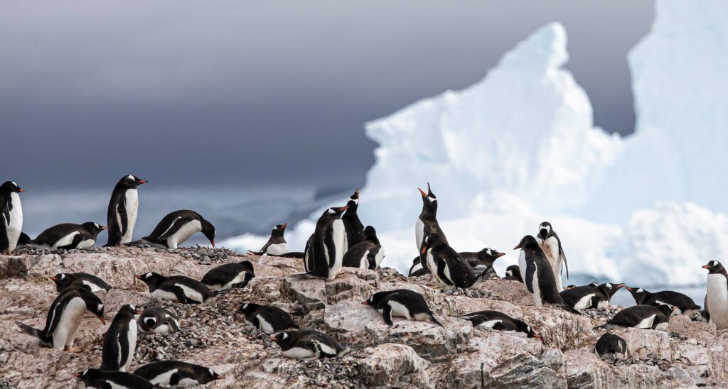 Manchots Papou Antarctique