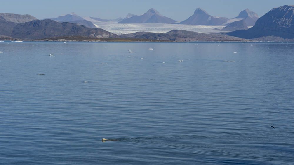 Ours Polaire Nage Baie du Roi Svalbard