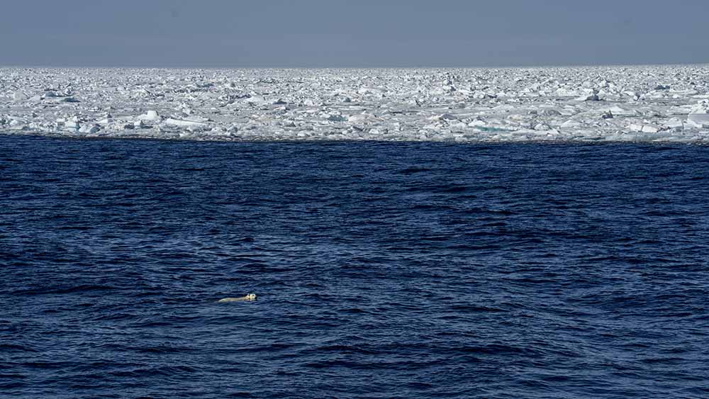 Ours Polaire nage banquise Svalbard