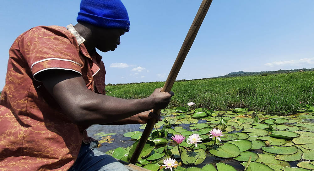 Nénuphars ouganda