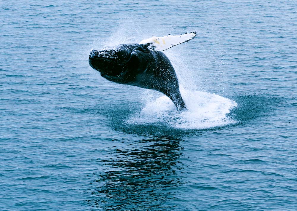 Baleine à bosse