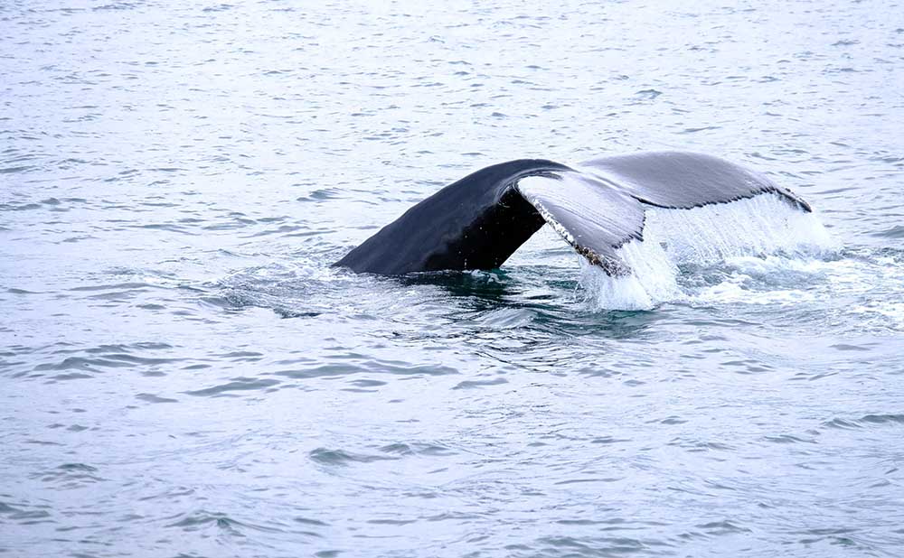 Baleine à bosse Islande