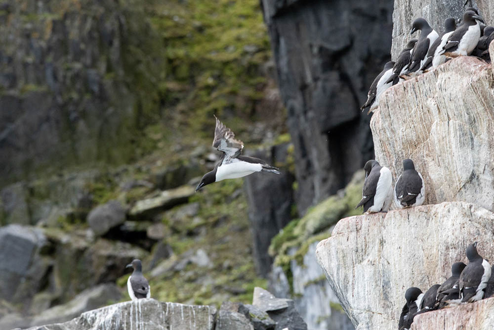 Guillemots de Brünnich