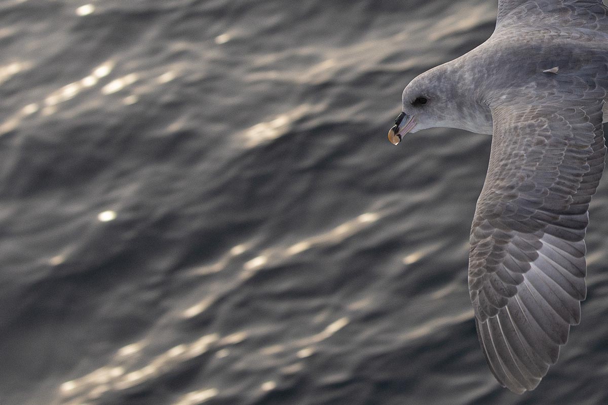 Fulmar boréal spitzberg