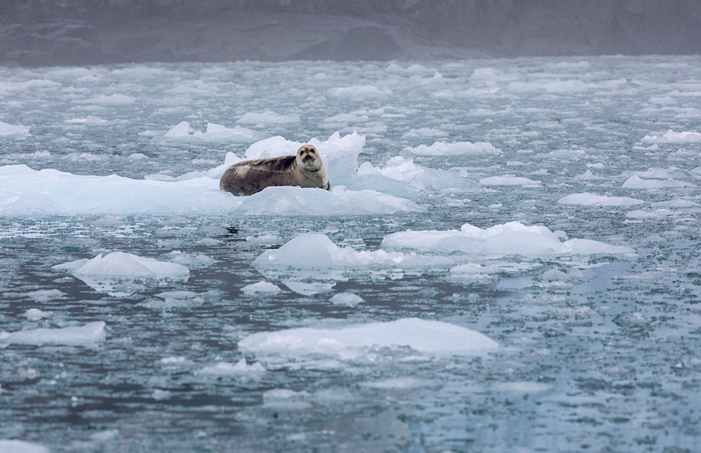 Svalbard Phoque