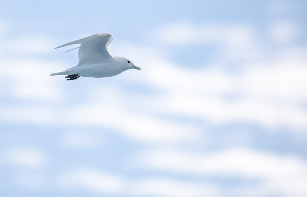 Mouette Ivoire