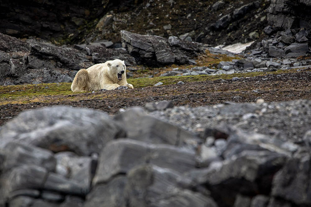 Ours Polaire Svalbard