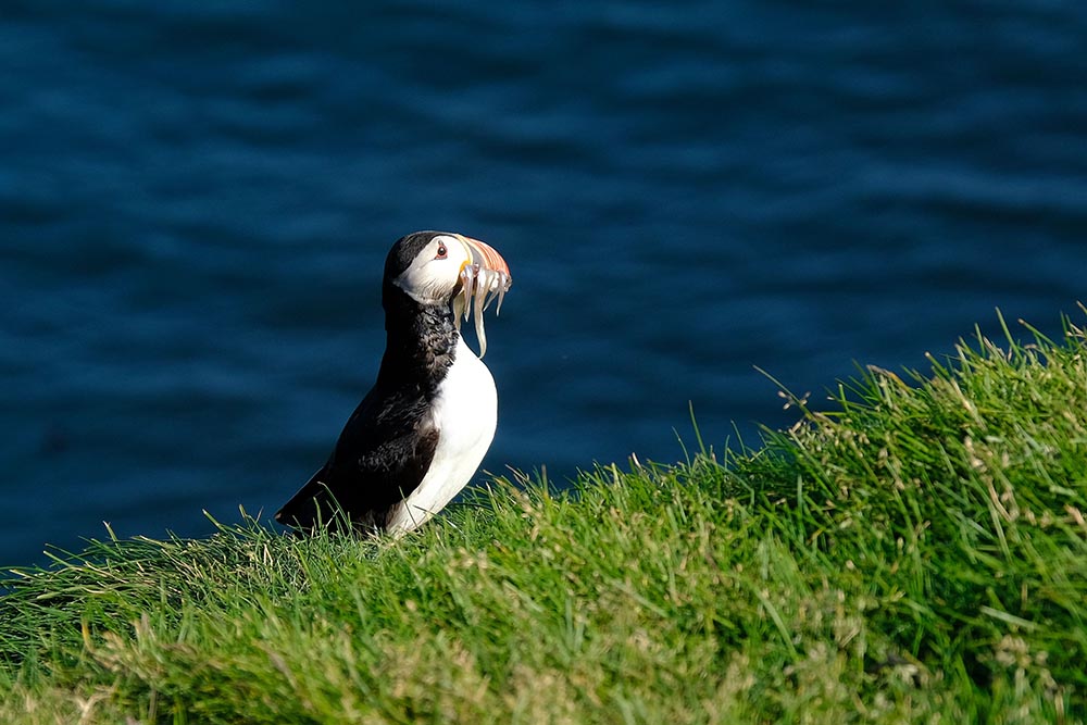 macareux Islande