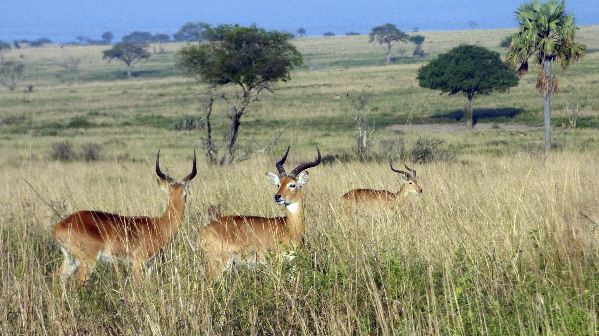 Antilopes Ouganda