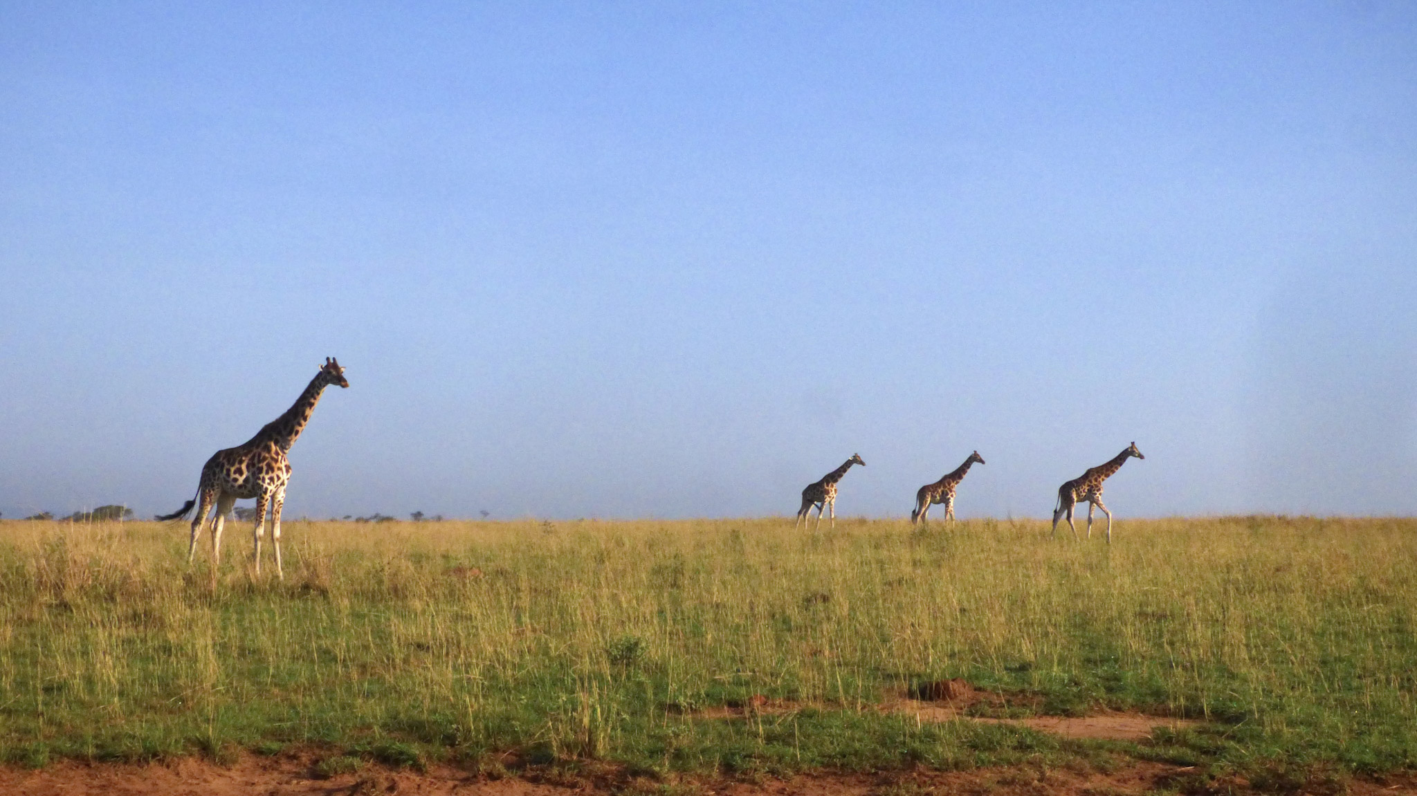 Ouganda girafes