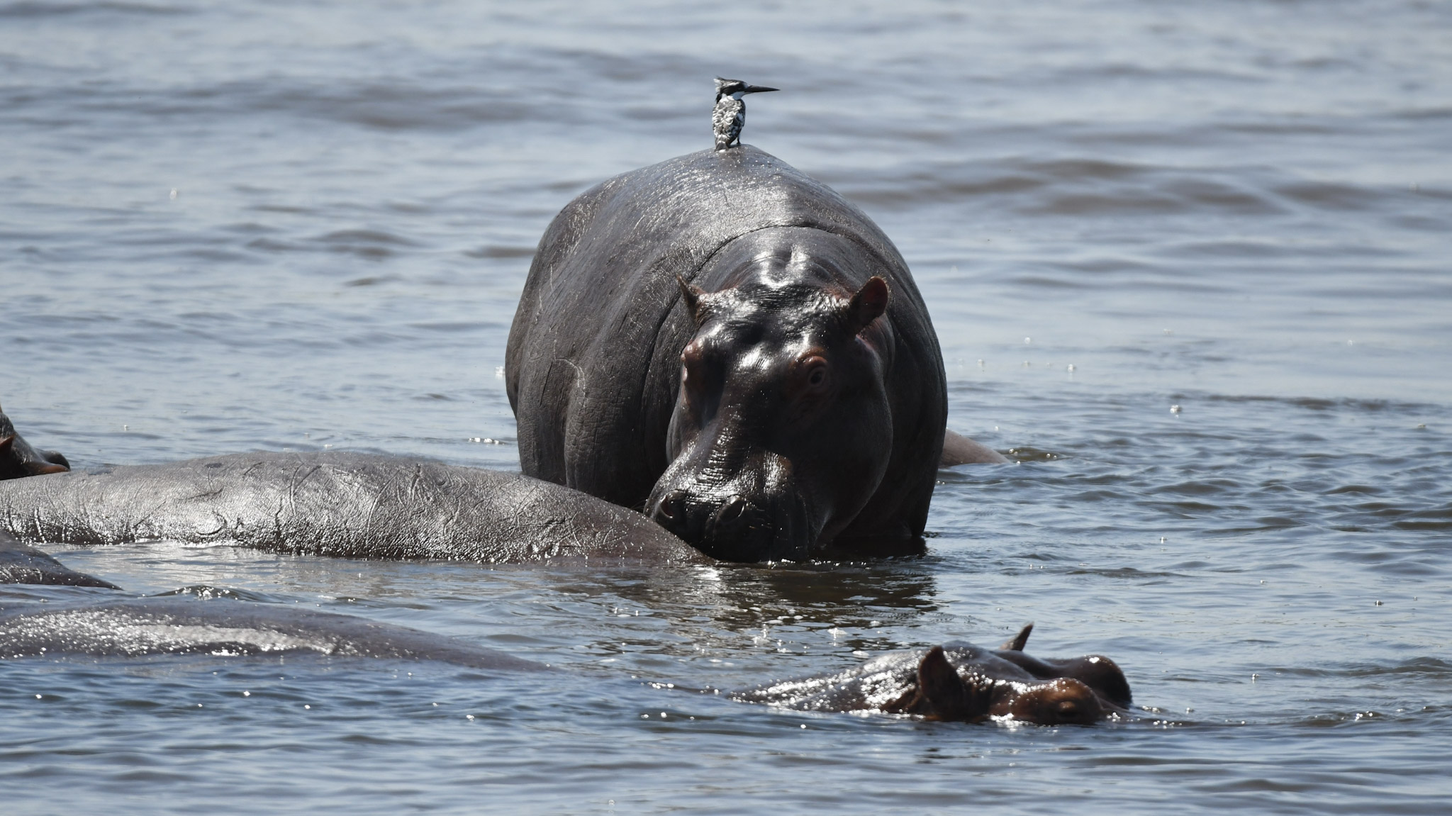 Hippopotames Ouganda