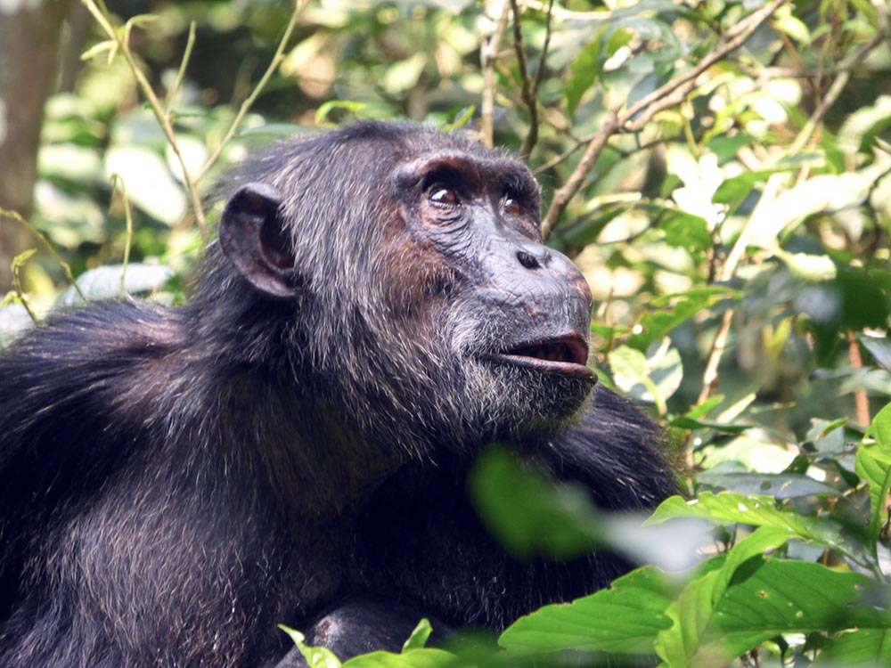 Chimpanzé Ouganda