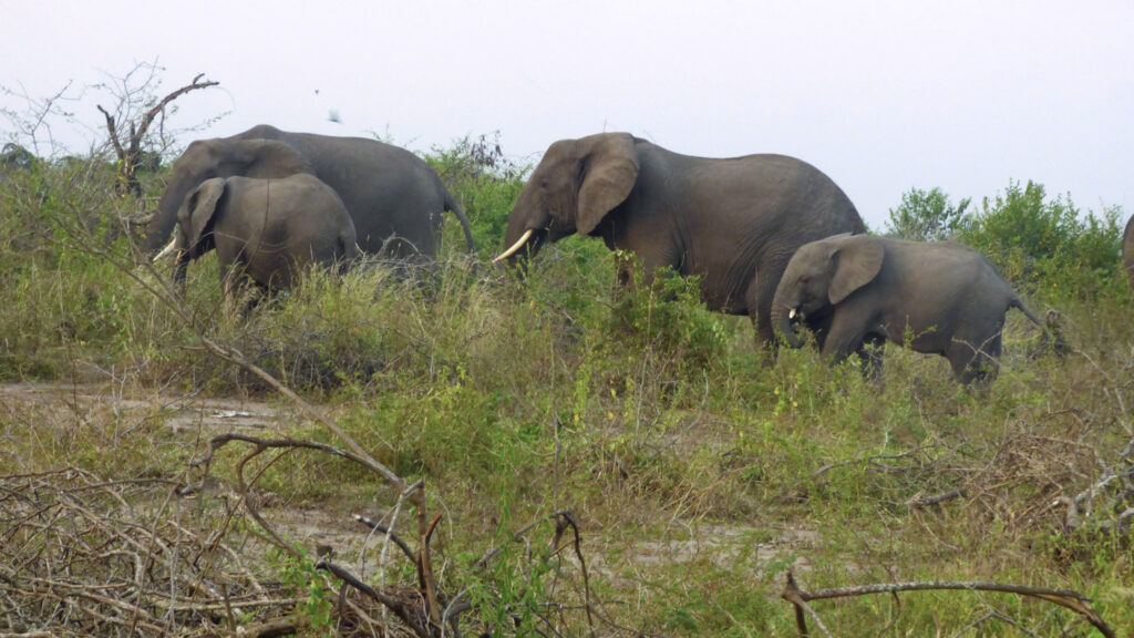 Troupeau Elephants