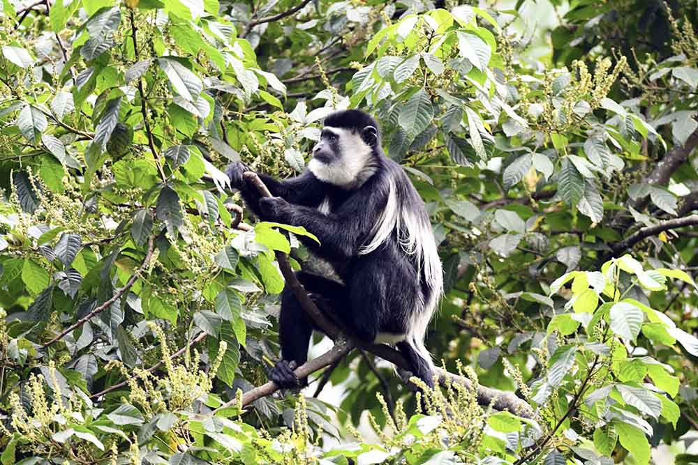 SInges Guerezas