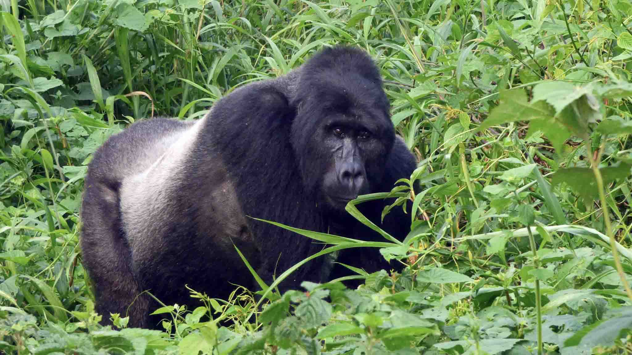 Ouganda Gorille