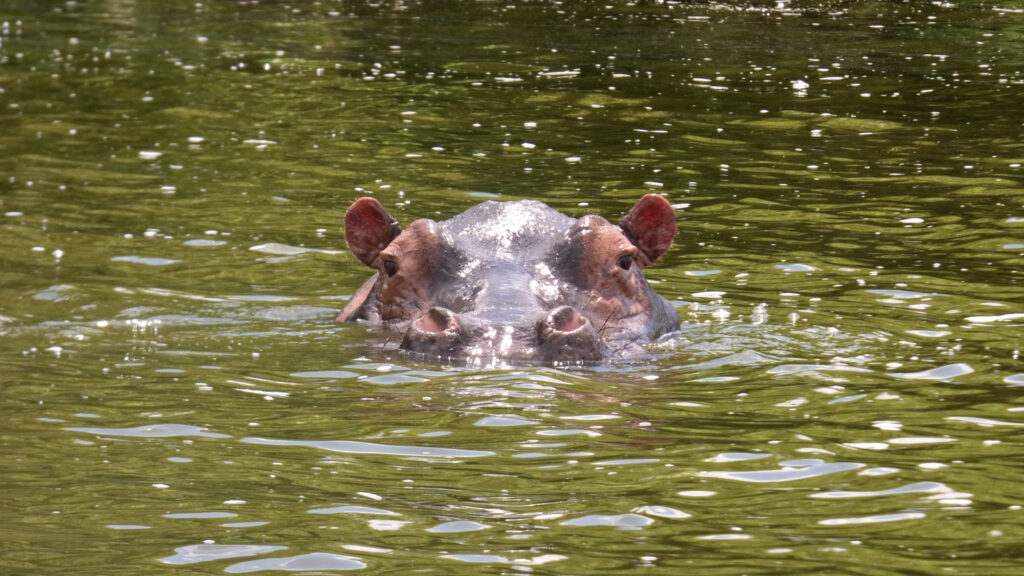Hippopotame Ouganda