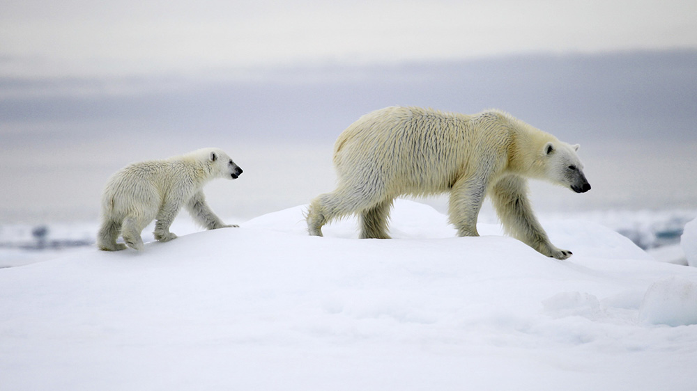 Ours polaire et ourson