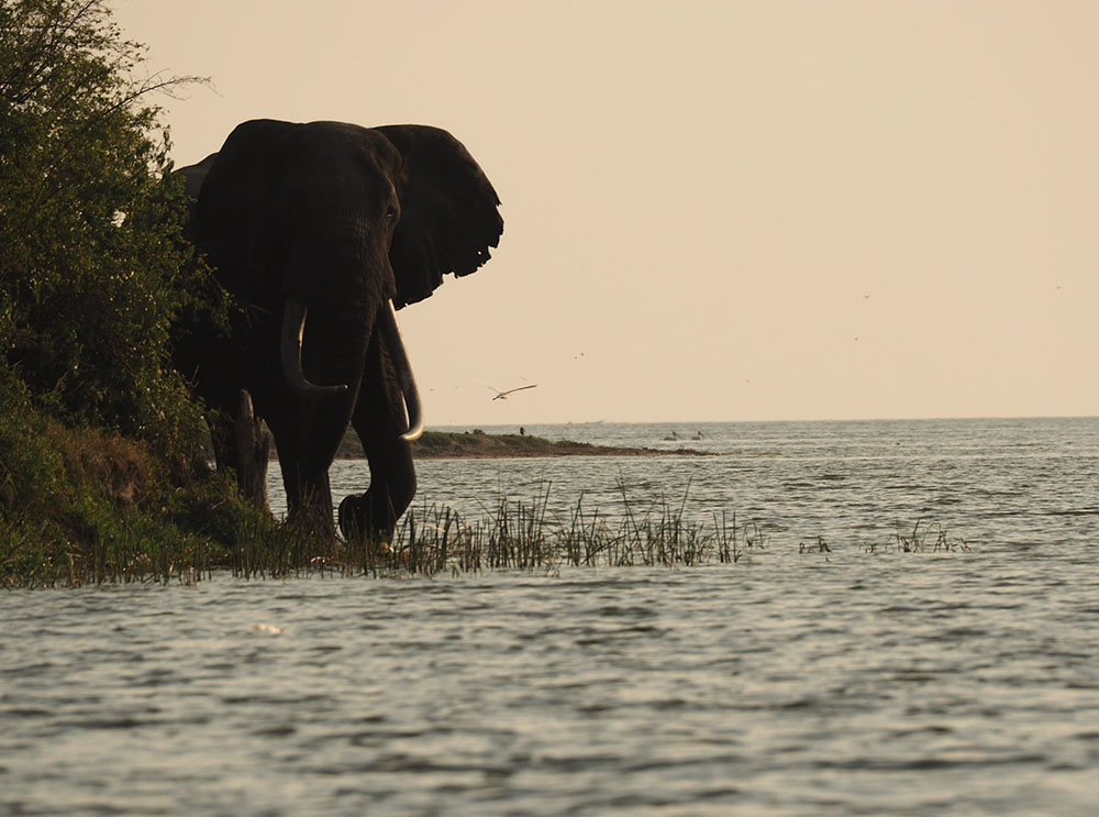 Elephant Ouganda