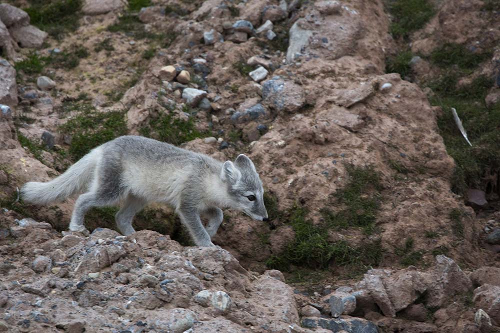 renard Arctique