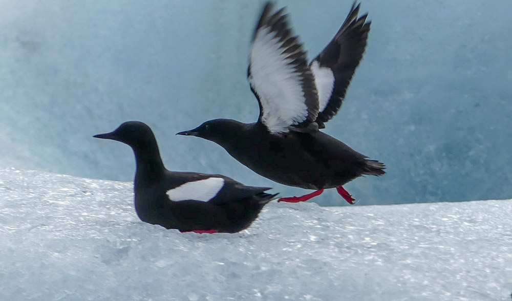 Guillemots à miroir 