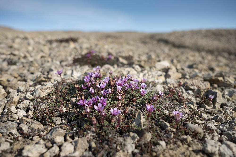 Flore arctique