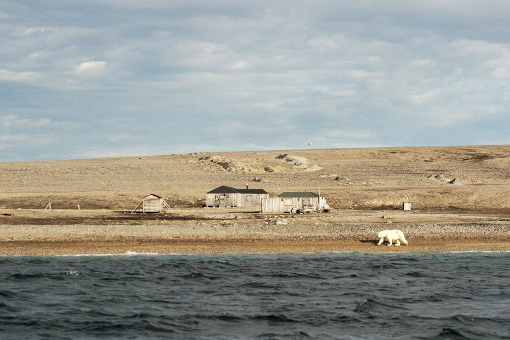 Kinnvika Murchisonfjorden Ours