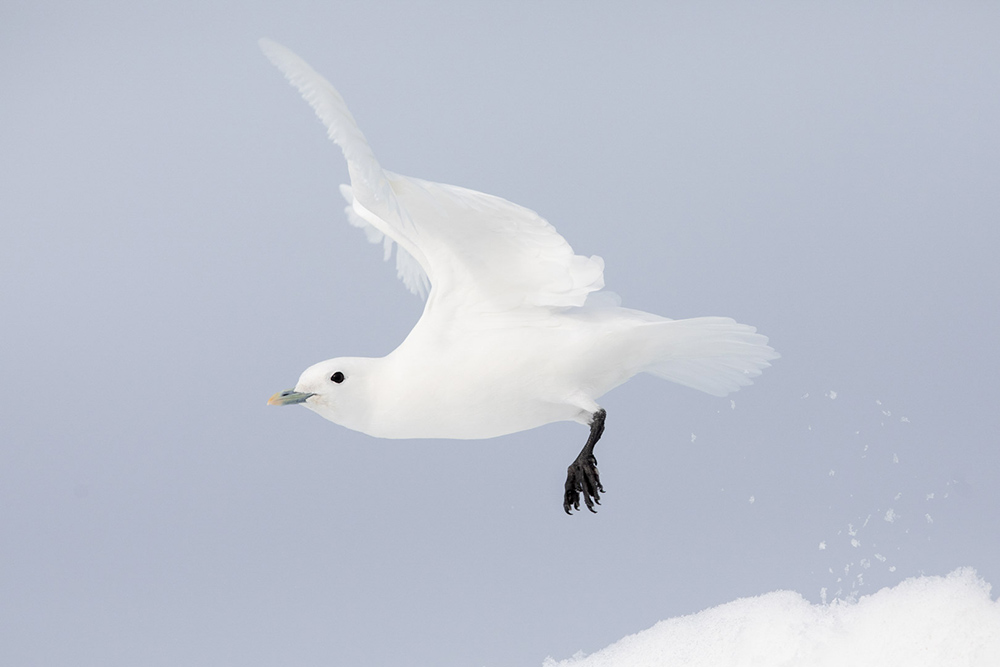 Mouette ivoire Spitzberg