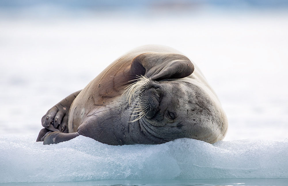 Phoque barbu Svalbard